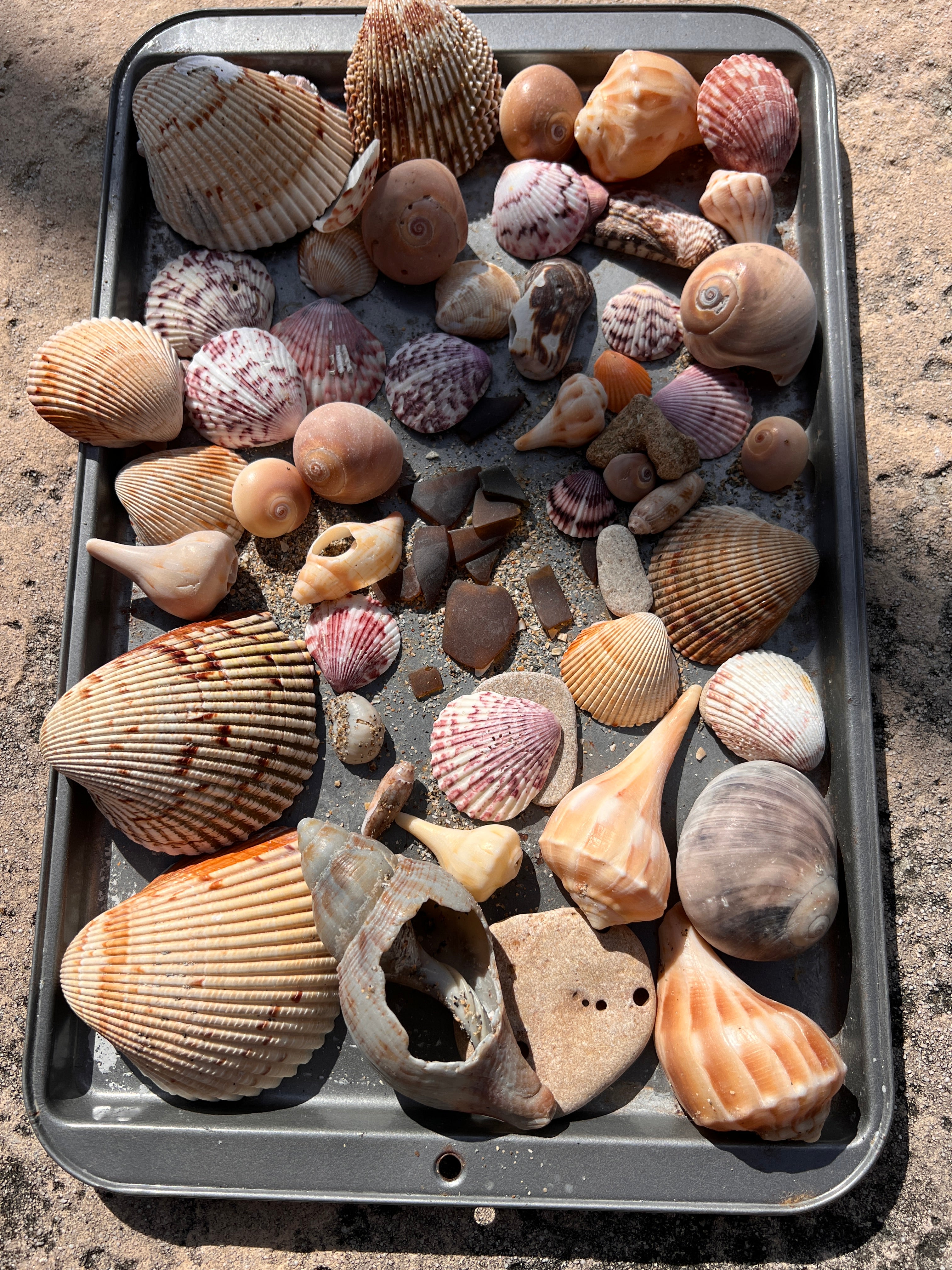 Florida Genuine Beach Shells