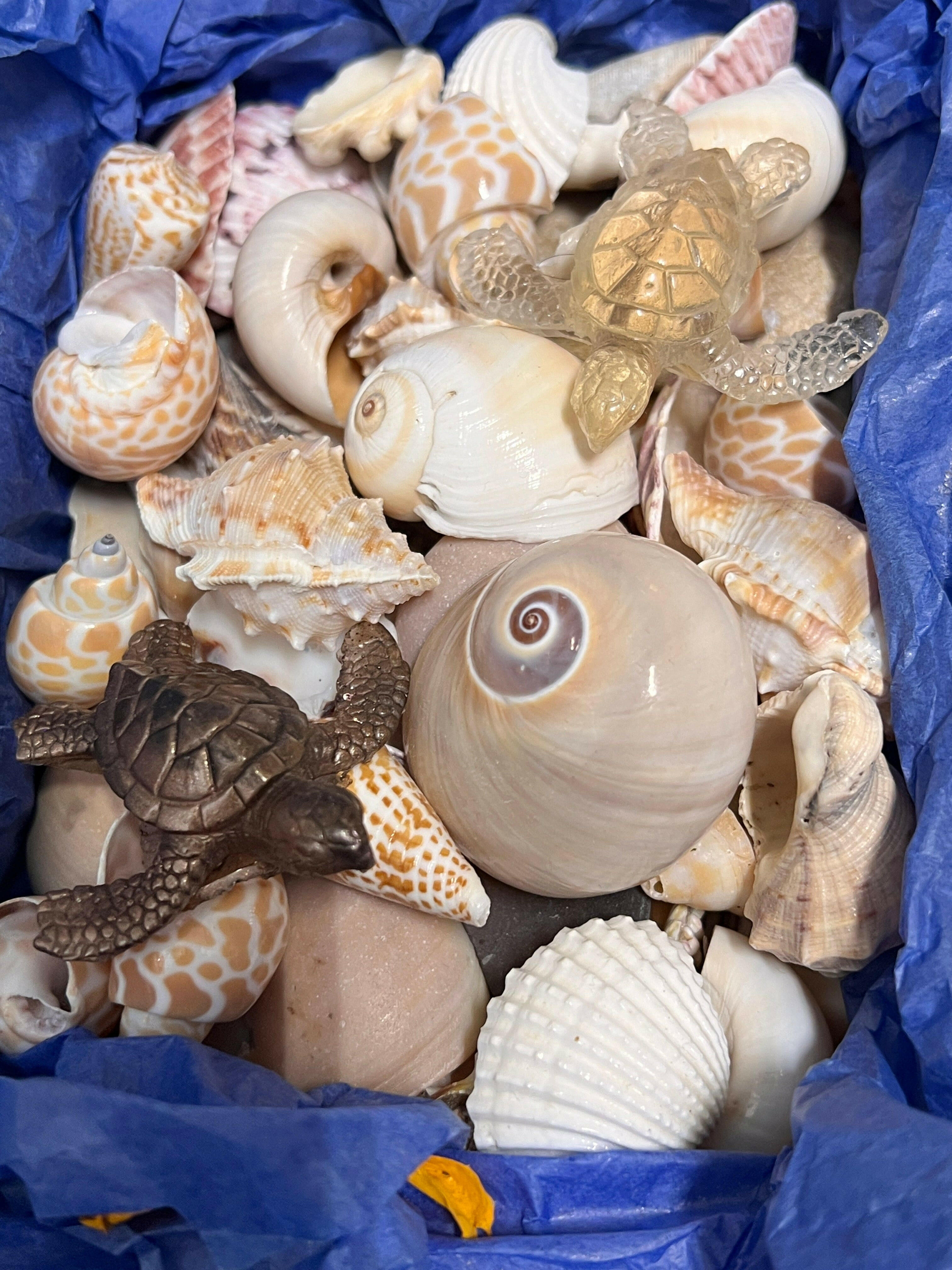 Beautiful Florida beach shells, sea glass treasures for sale - authentic ocean finds