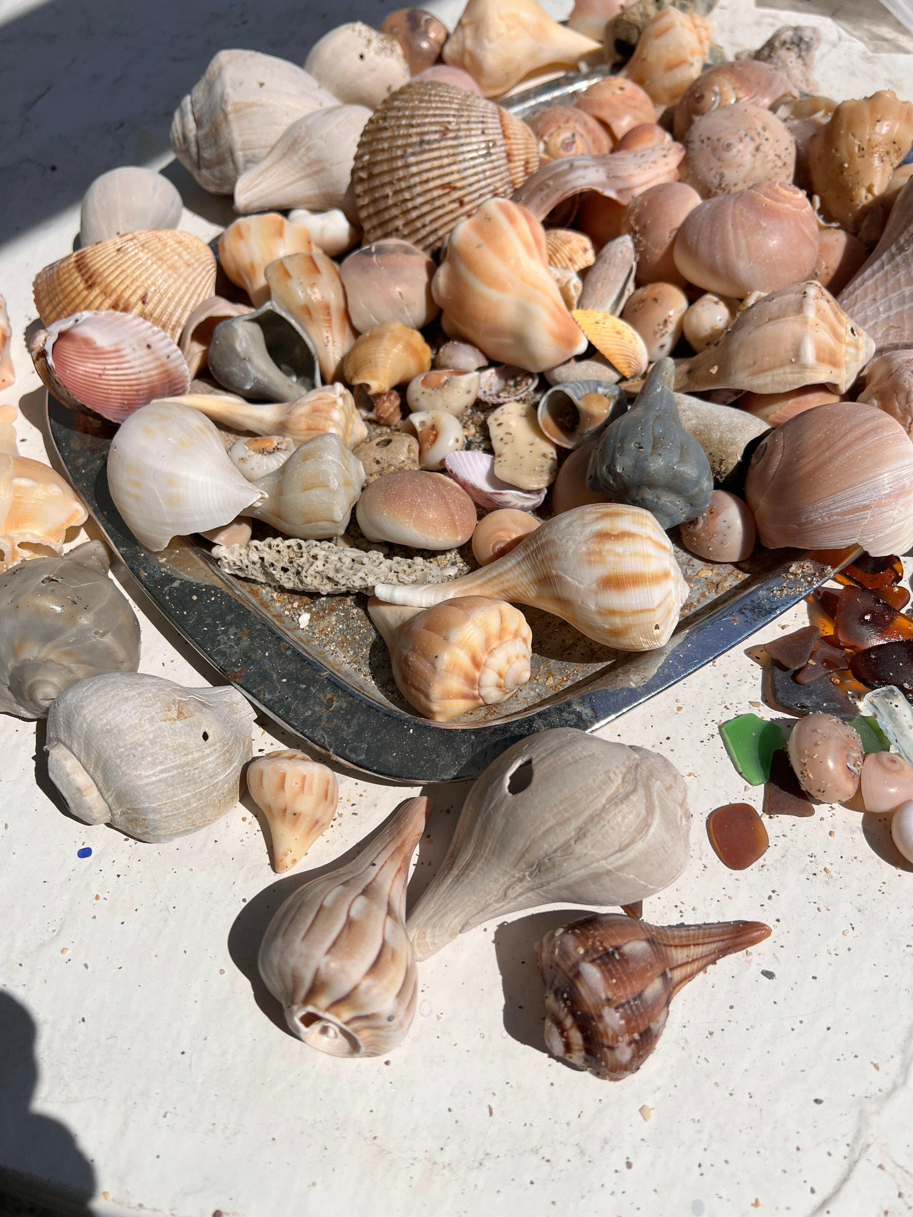 SeaShells Bulk for Sale - Discover the Best Florida Beach Shells Collection